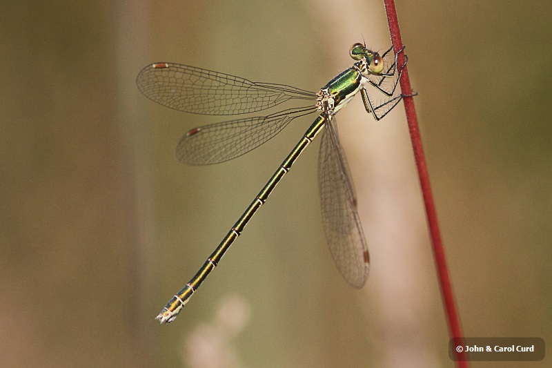 IMG_1498 Lestes virens vestalis.JPG